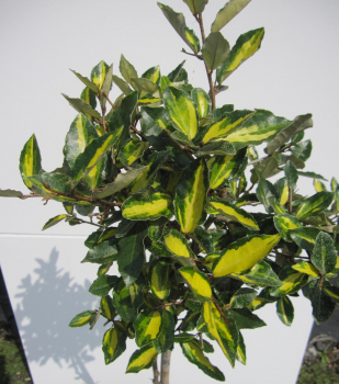 Hochstamm Buntlaubige Ölweide Maculata 1